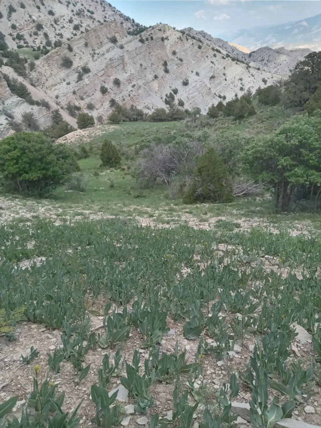 فروش زمین مسکونی تجاری