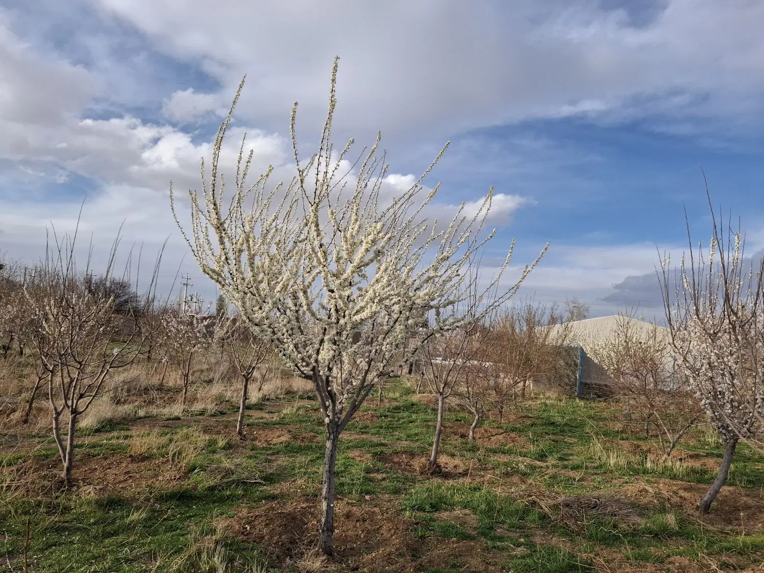 باغ میوه در گاوخانه شهرک احتشامیه