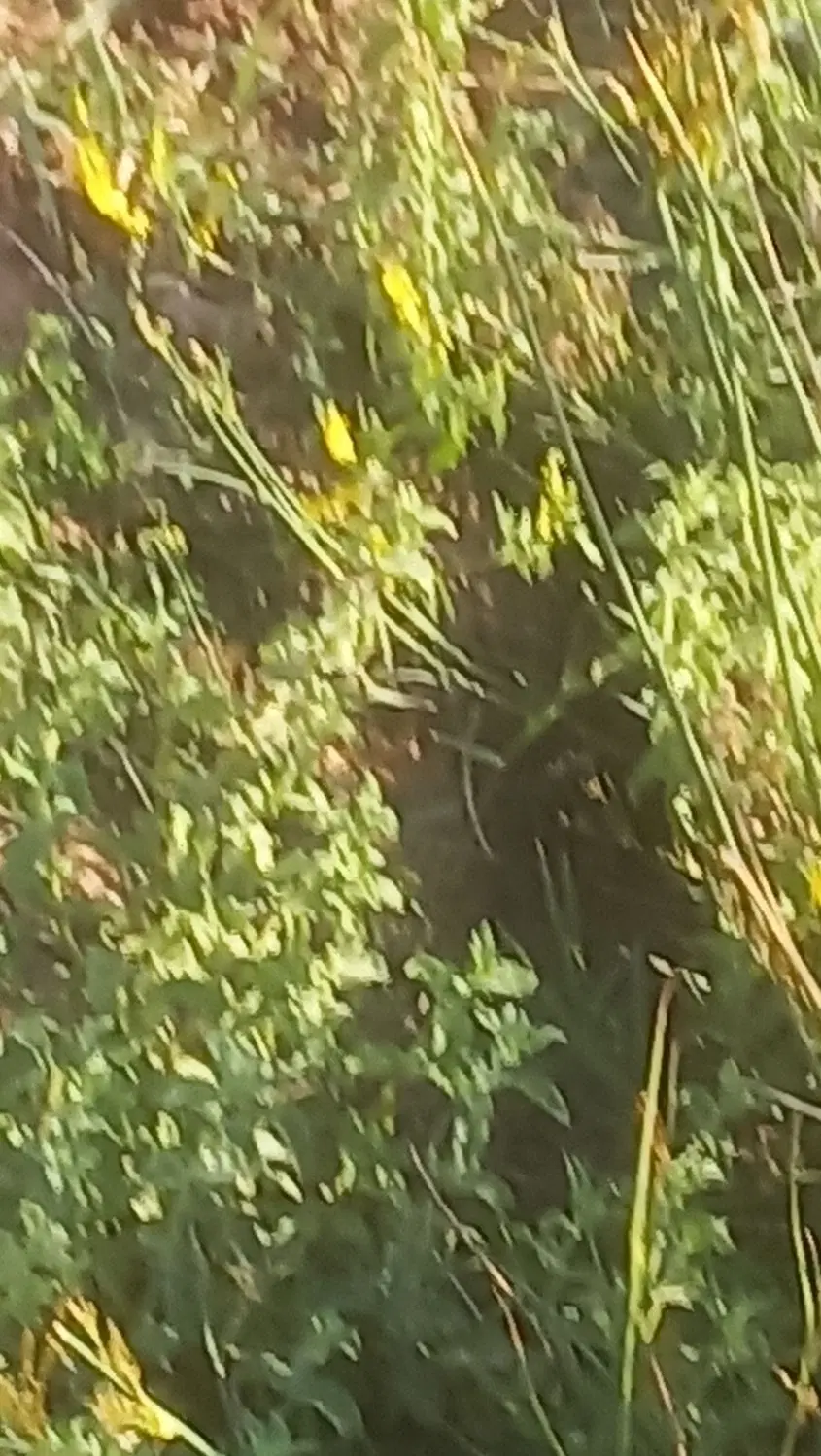 زمین کشاورزی ۲۰۰۰ متر