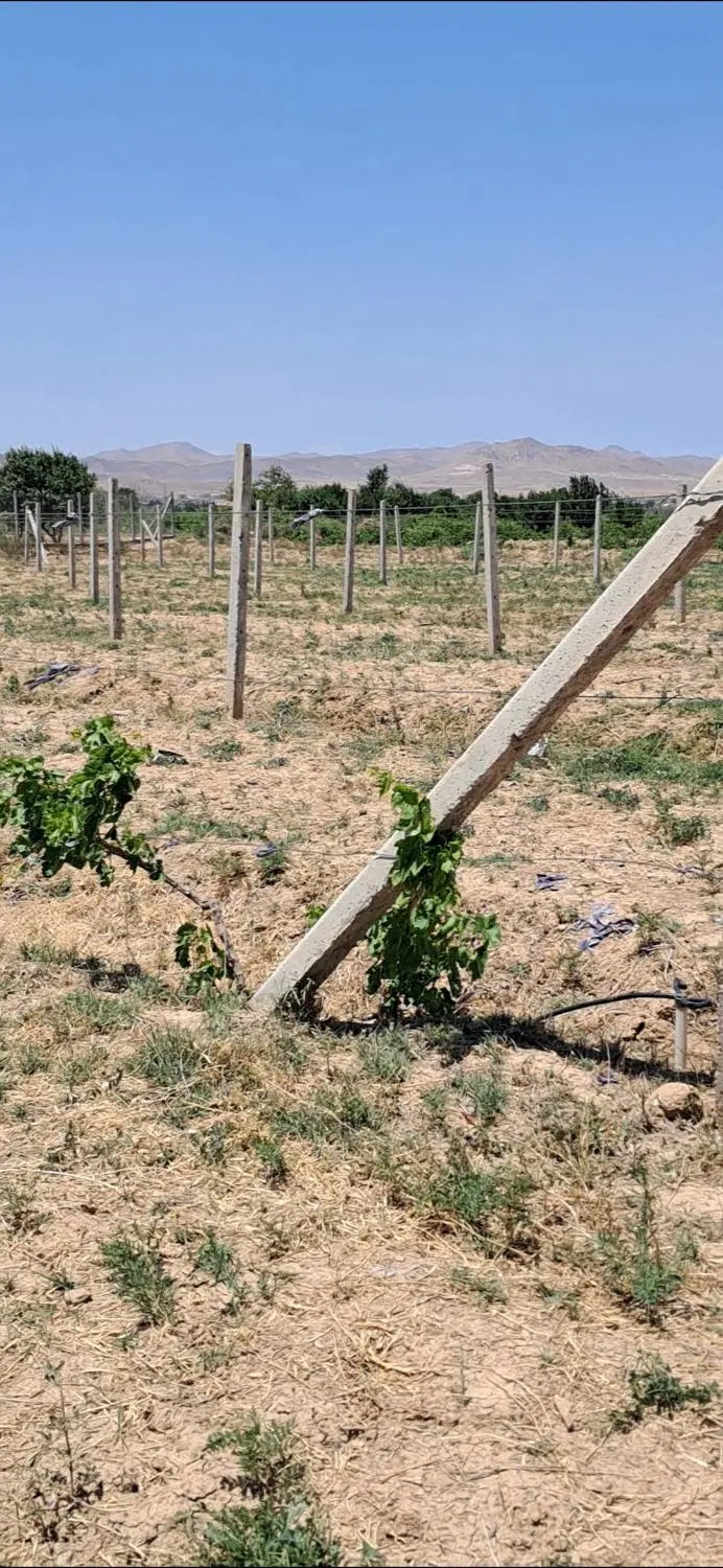 باغ انگور یکساله تاکستان