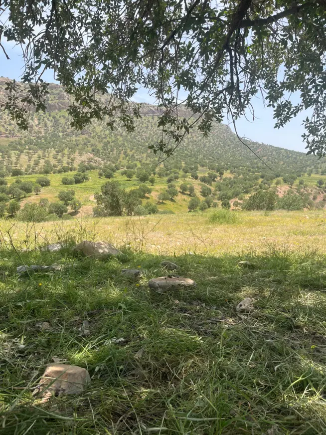 زمین