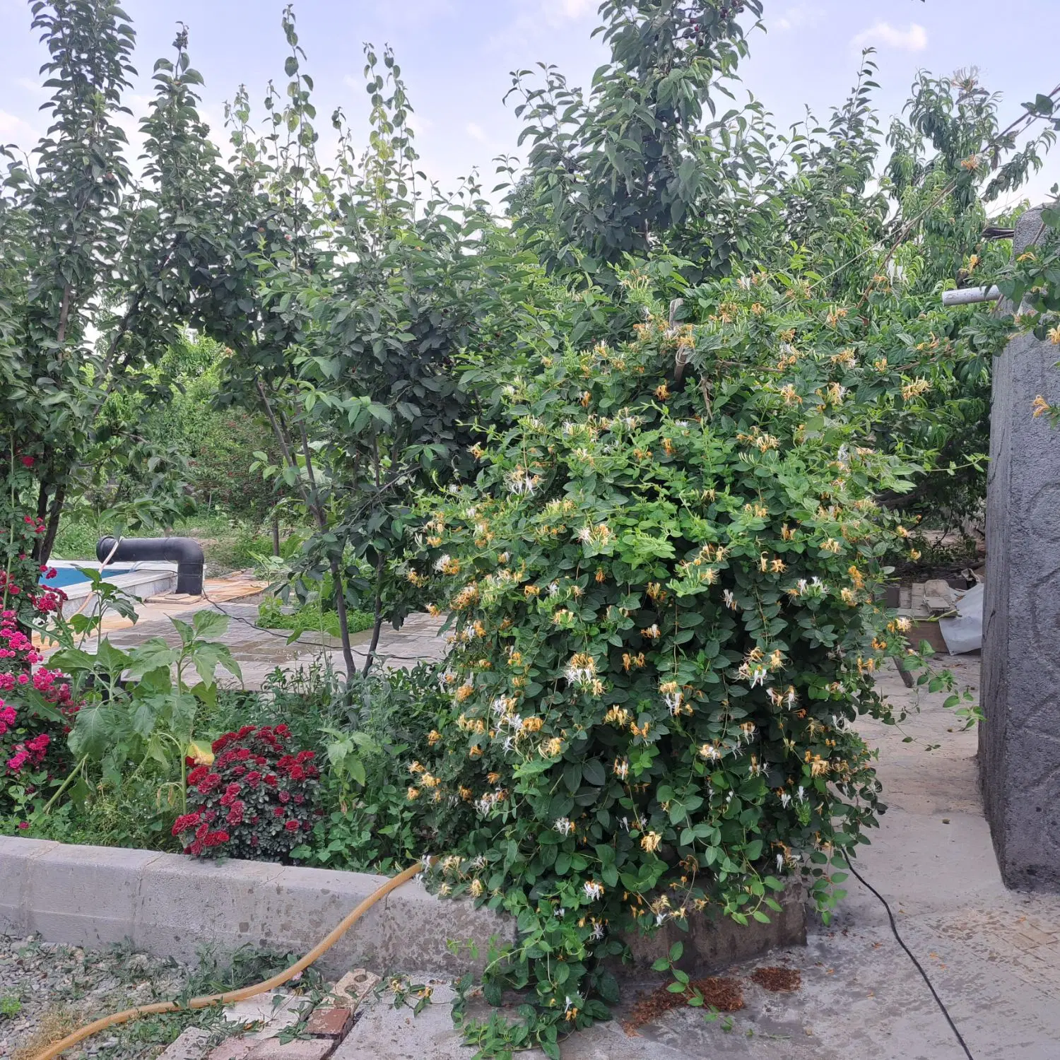 باغ فروشی چناران