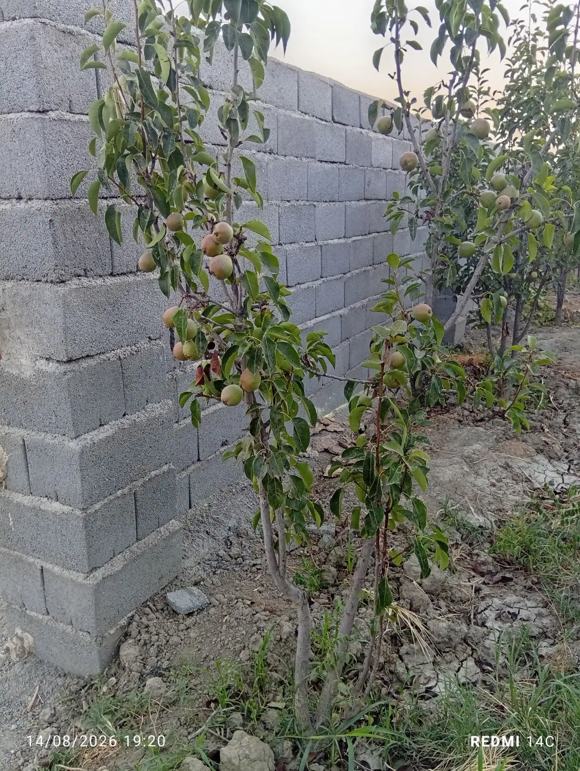 باغ انگور