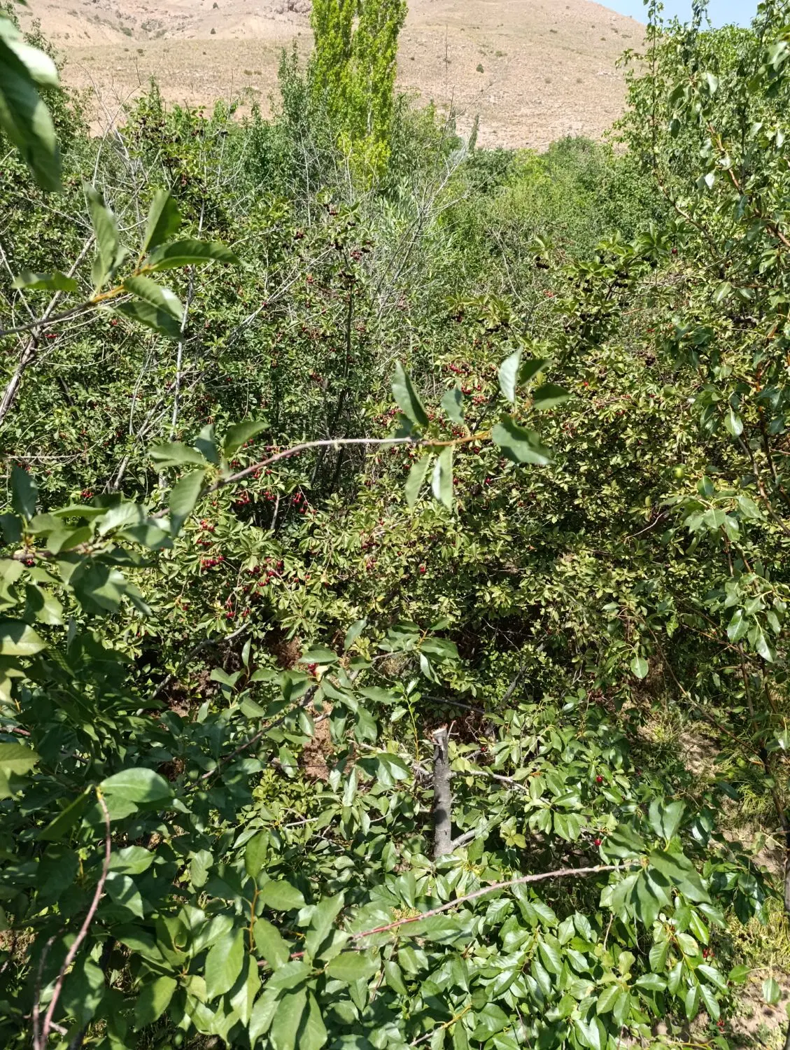 زمین باغی