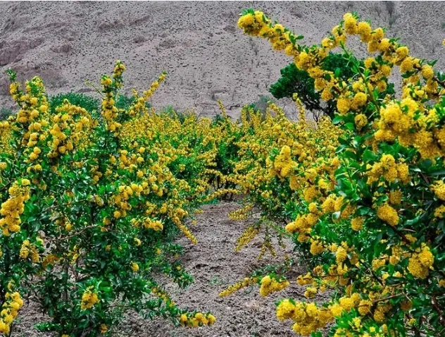 زمین کشاورزی دشت بجد