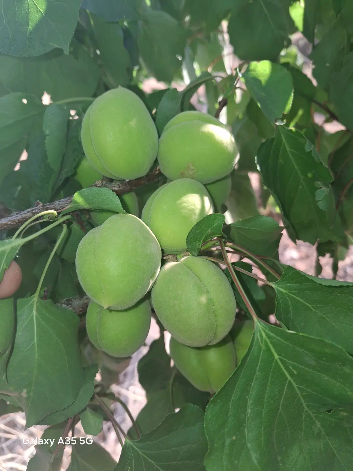 باغ فروشی