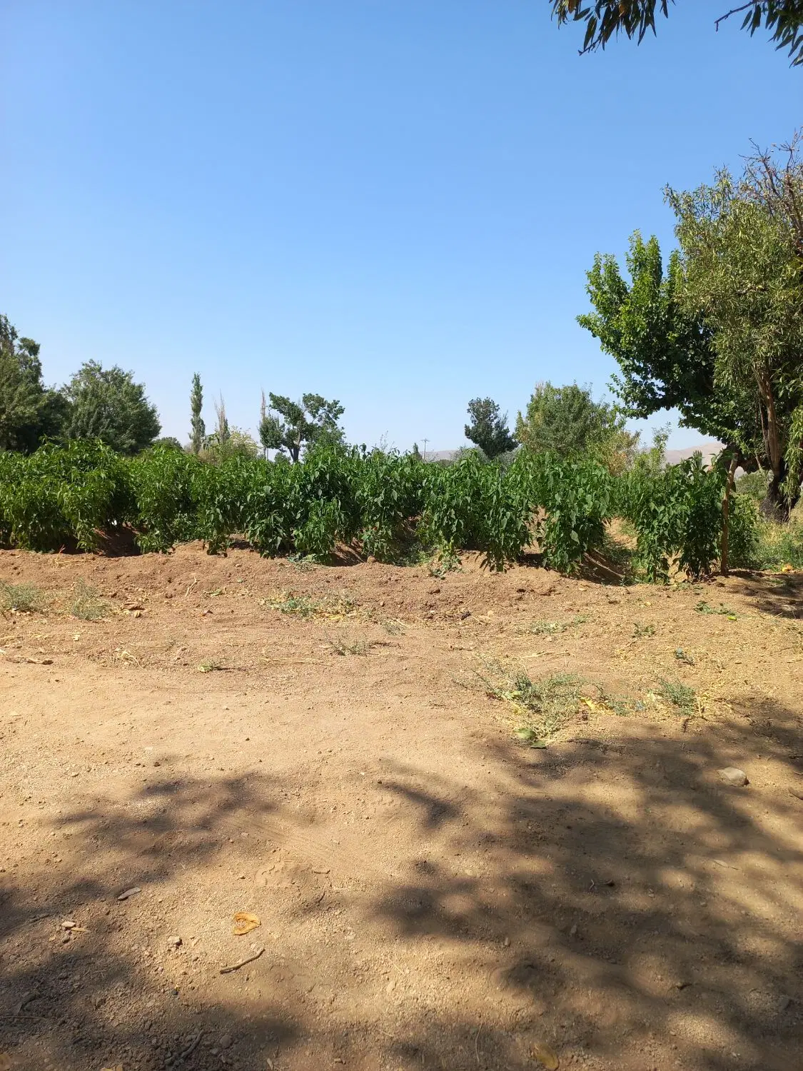 زمین مسکونی سعید اباد