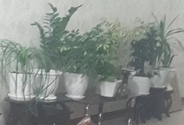 ۱۰۰۰ متر باغ در شهر سیسخت