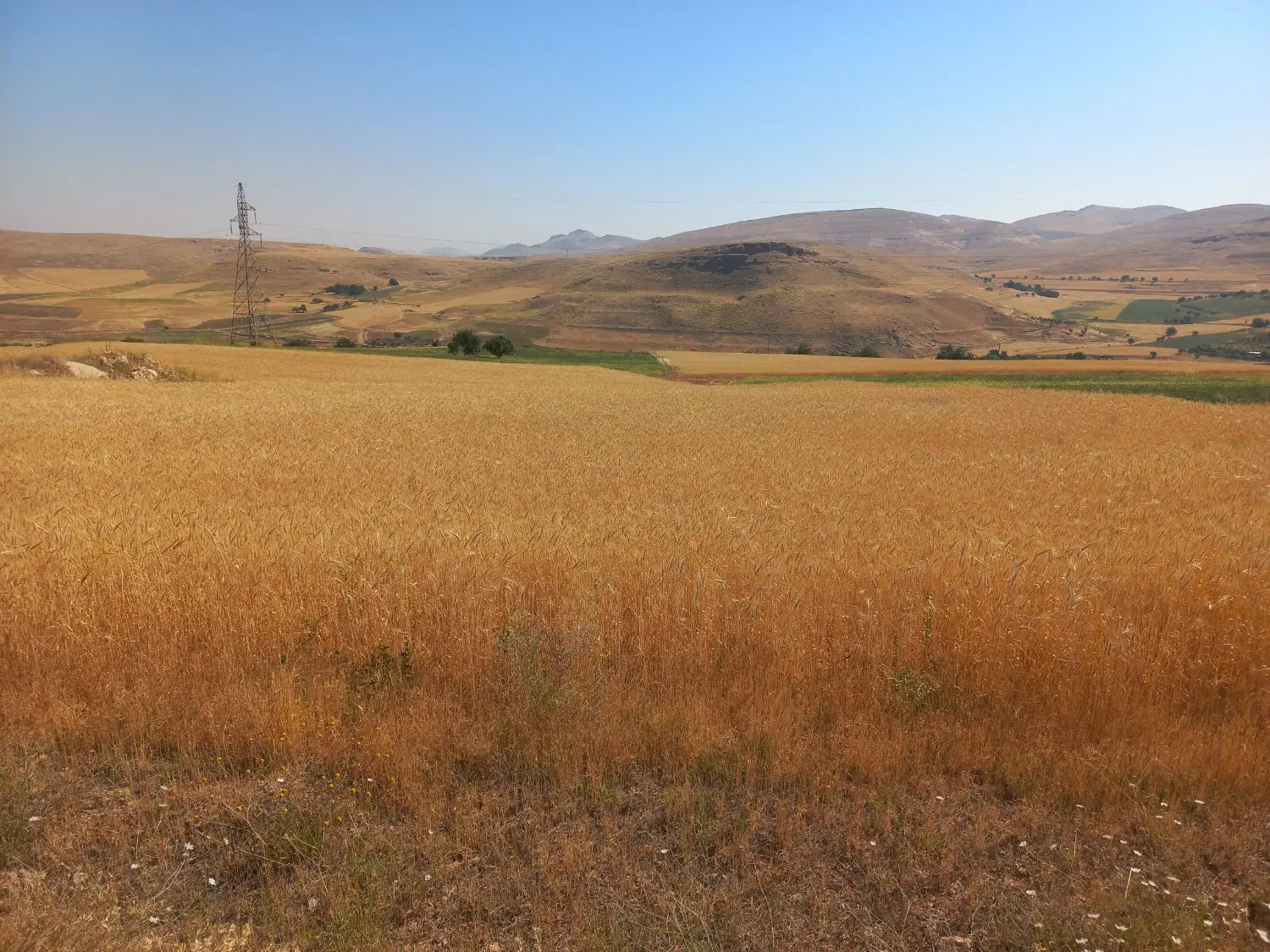 فروش  زمین کشاورزی