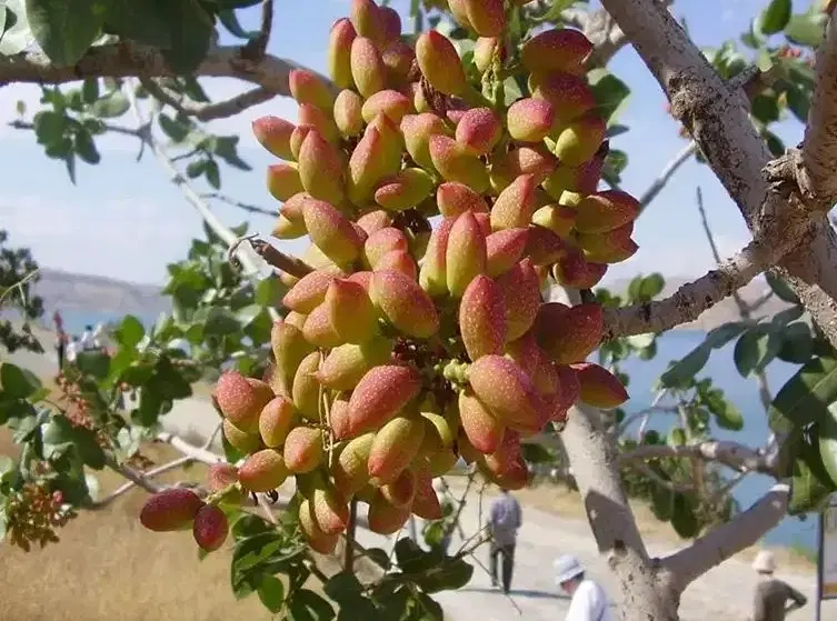 فروش باغ پسته ۱۵۳۰ متری