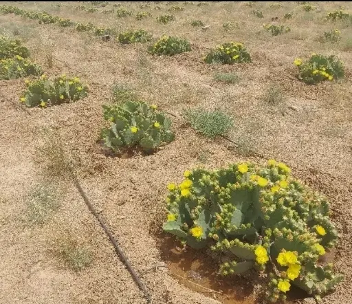 زمین زراعی باغی کشاورزی باغشهری