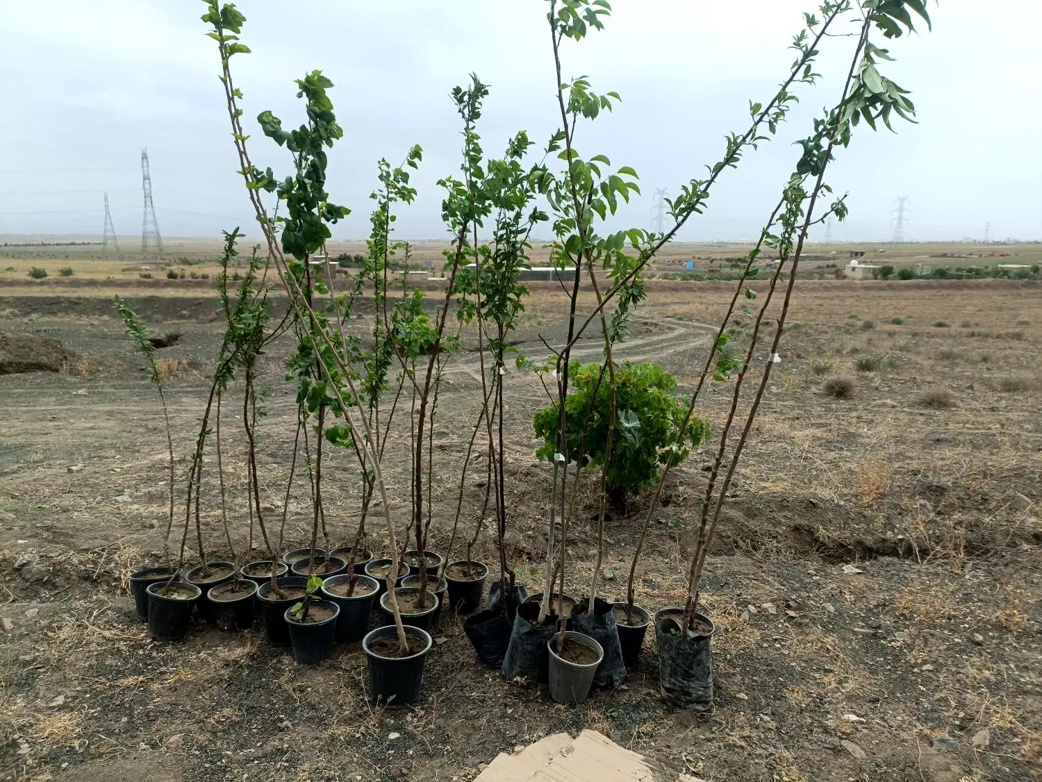 زمین با اب قنات