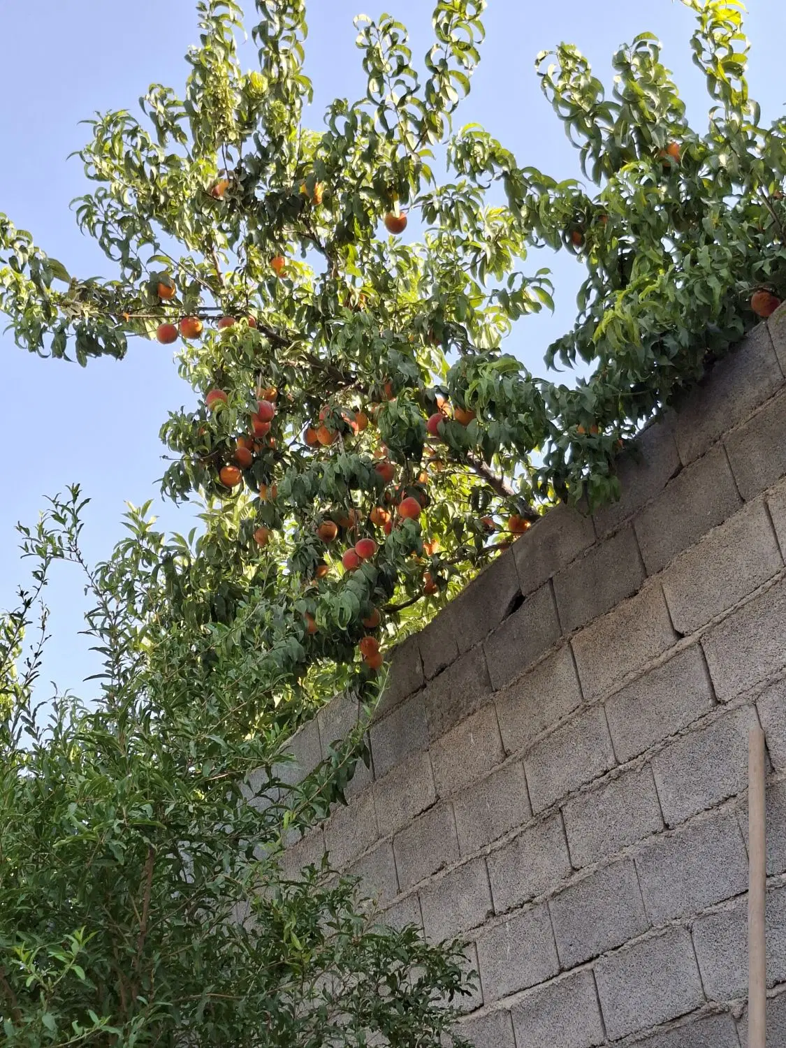 باغ دور دیوار درخت میوه ۷ساله با آب