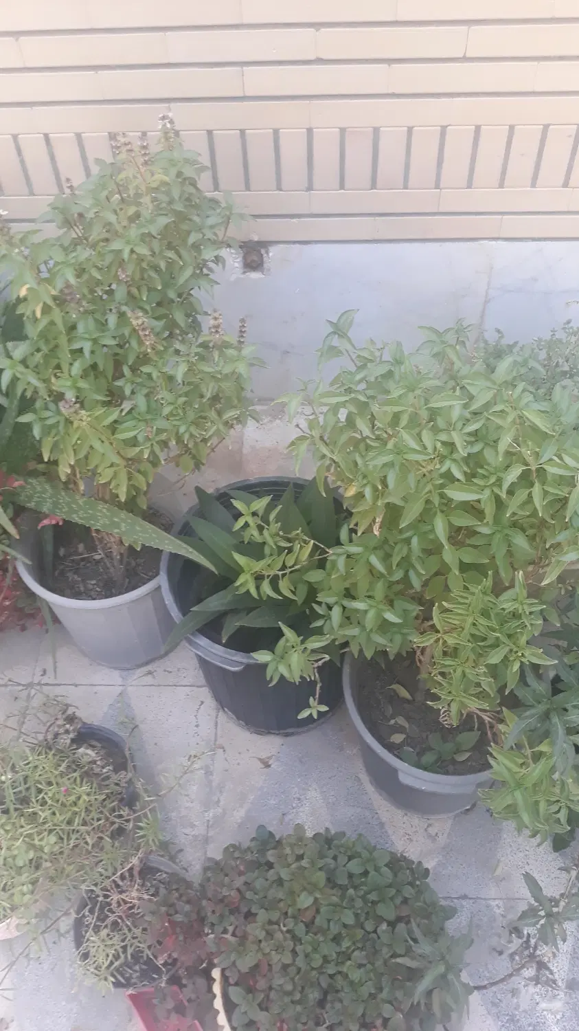 اجاره آپارتمان
