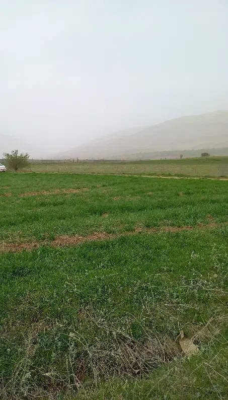 زمین کشاورزی یک هکتار و نیم