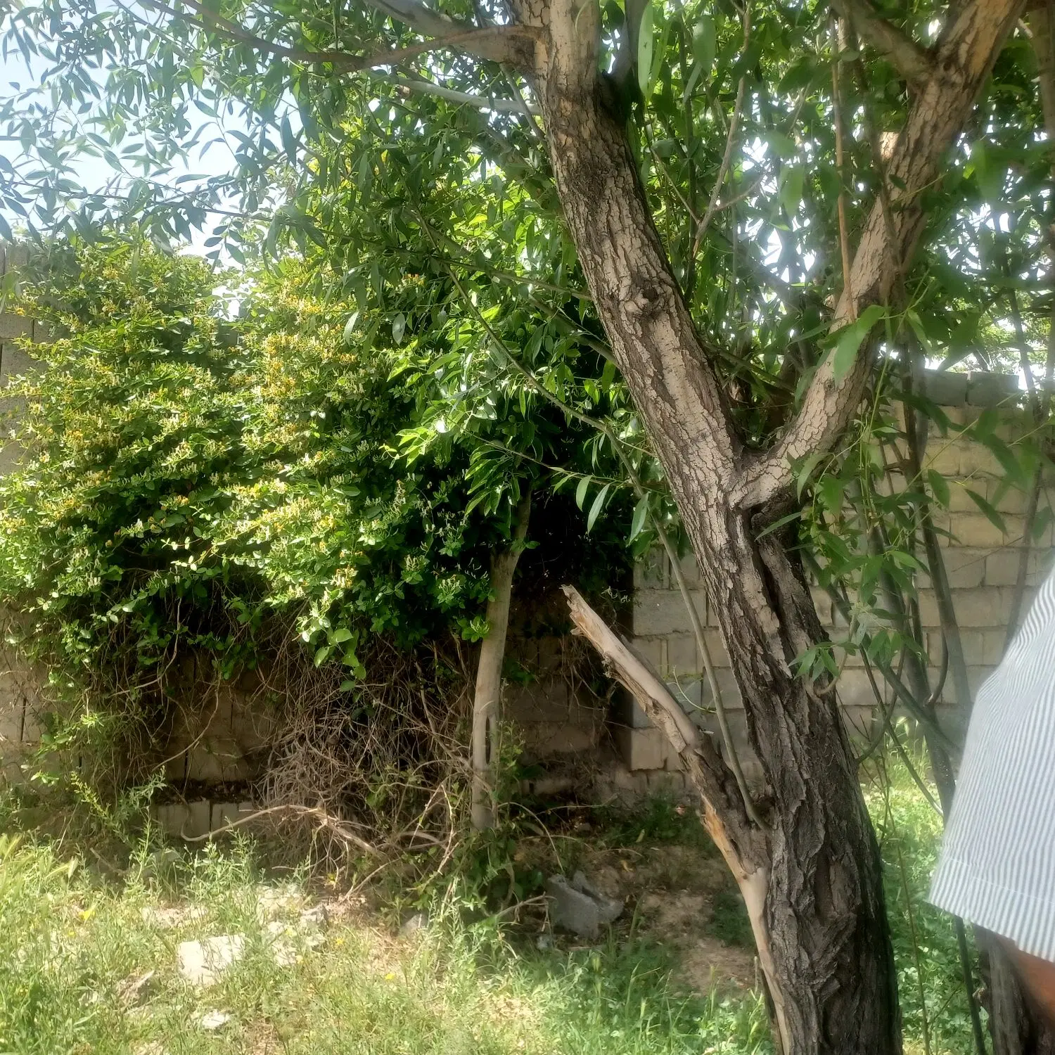 باغچه 400 متری شاهنامه