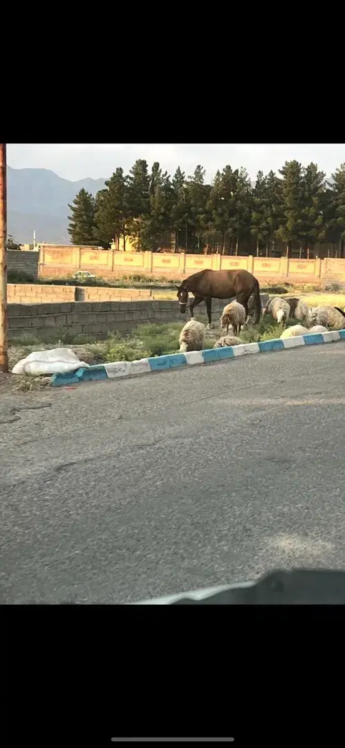 زمین ویلایی
