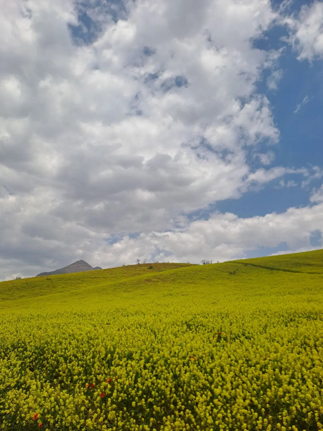 زمین