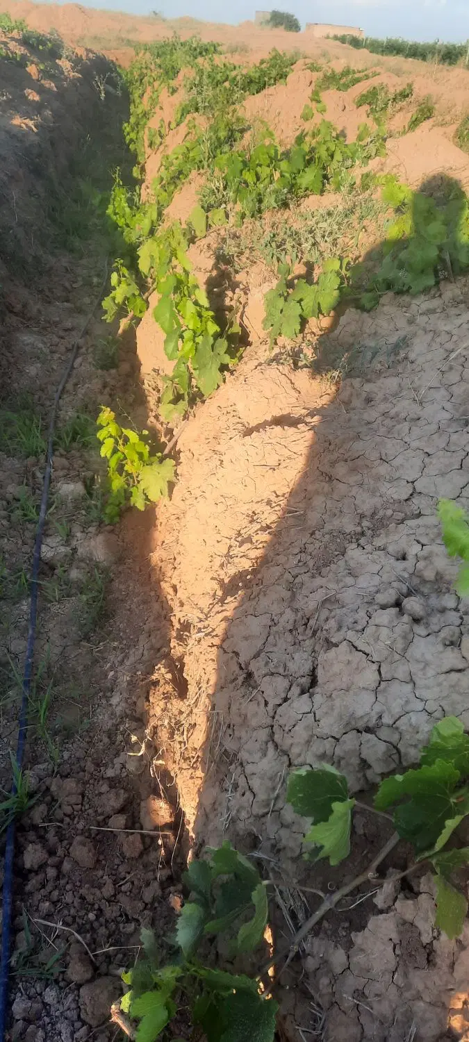 فروش باغ انگور در شهرستان تاکستان شهر نرجه