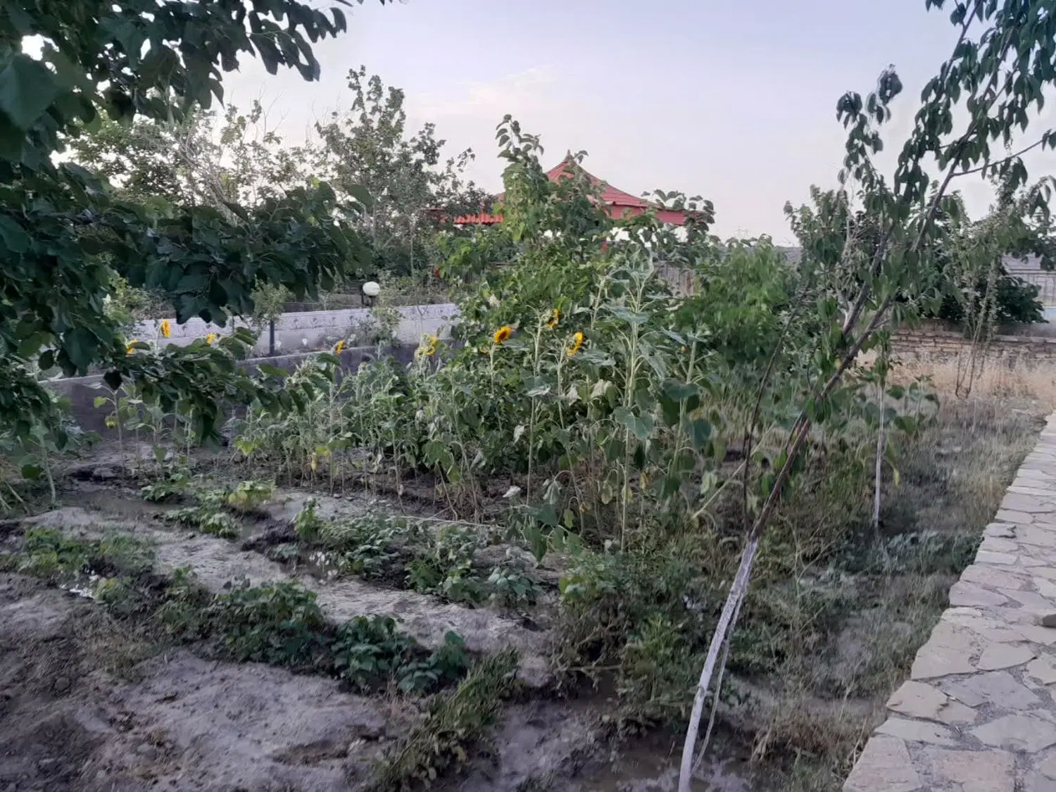 960 متر زمین ویرانی ۳