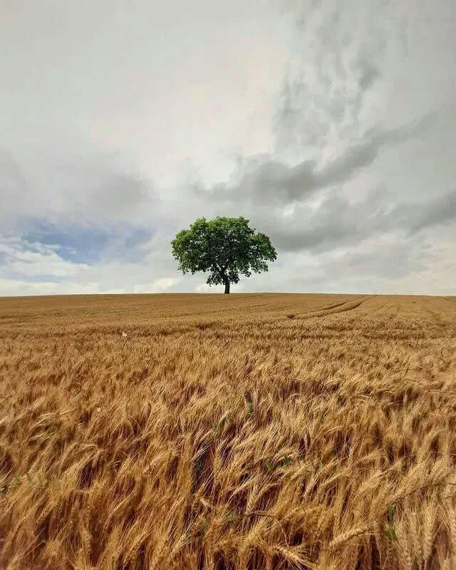 زمین چهاردیواری باغی امکانت داخل کوچه