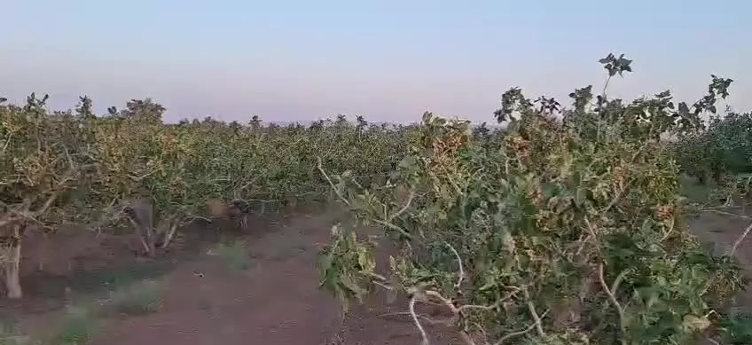 فروش زمین پسته