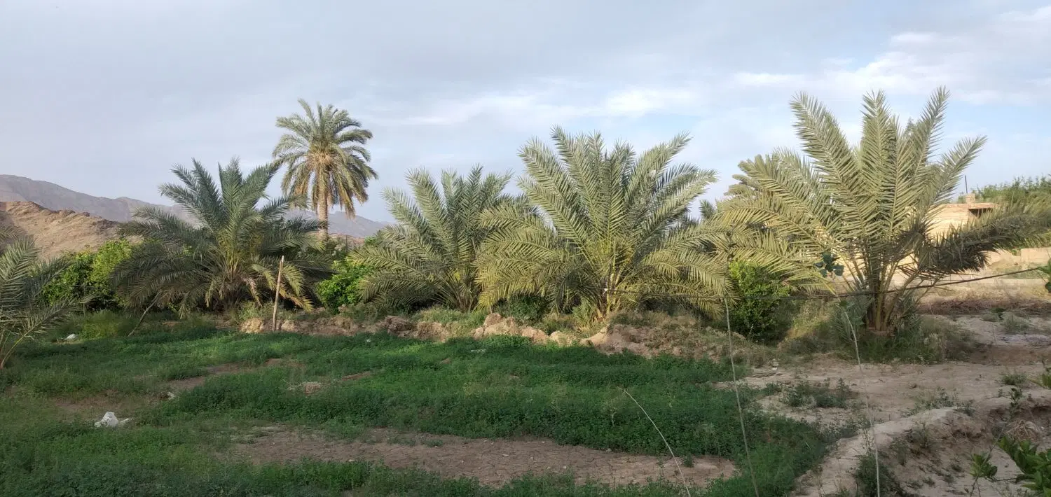 فروش باغ نخل