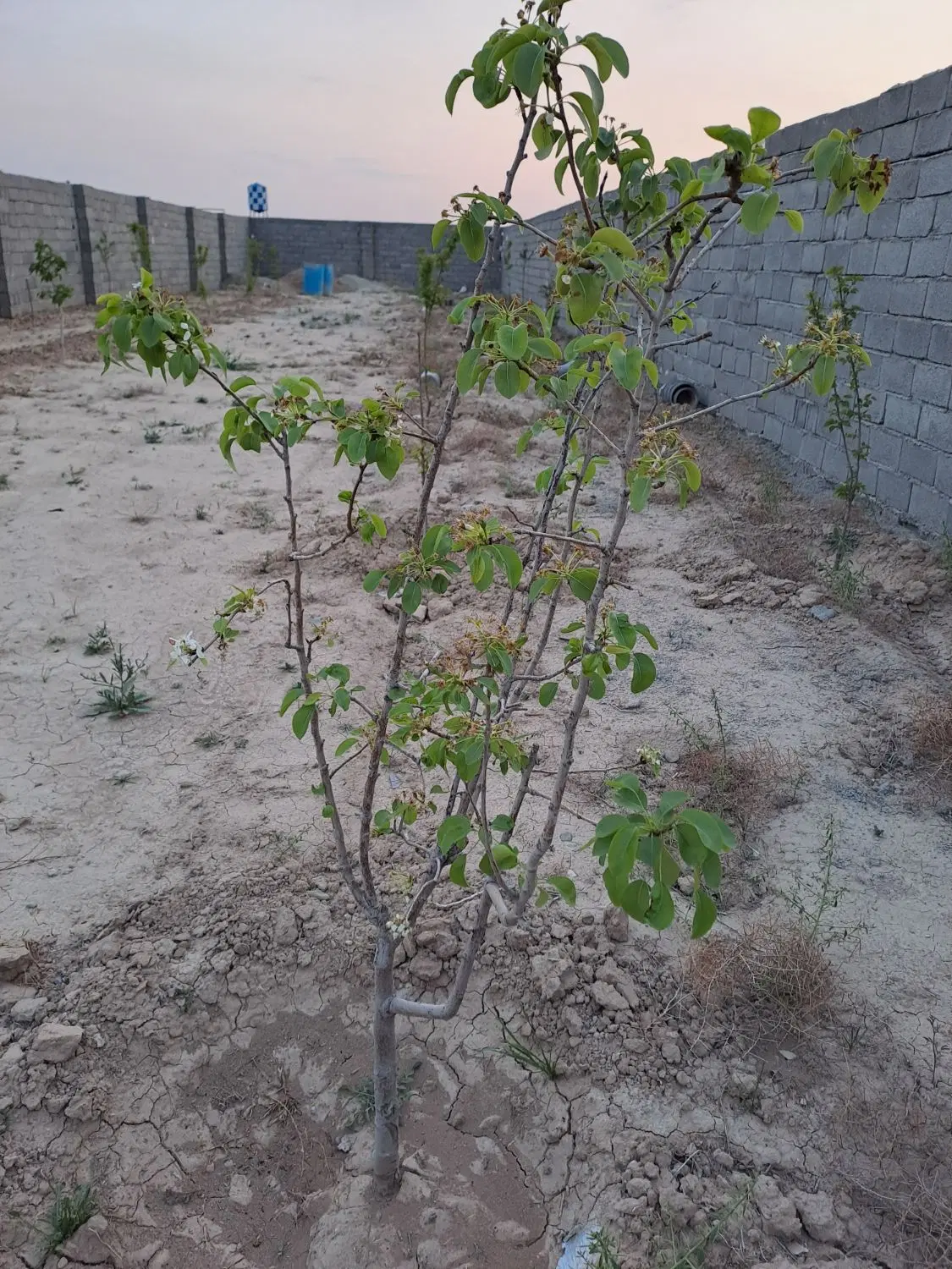 430متر چهار دیواری در شهرستانک.سرآسیاب
