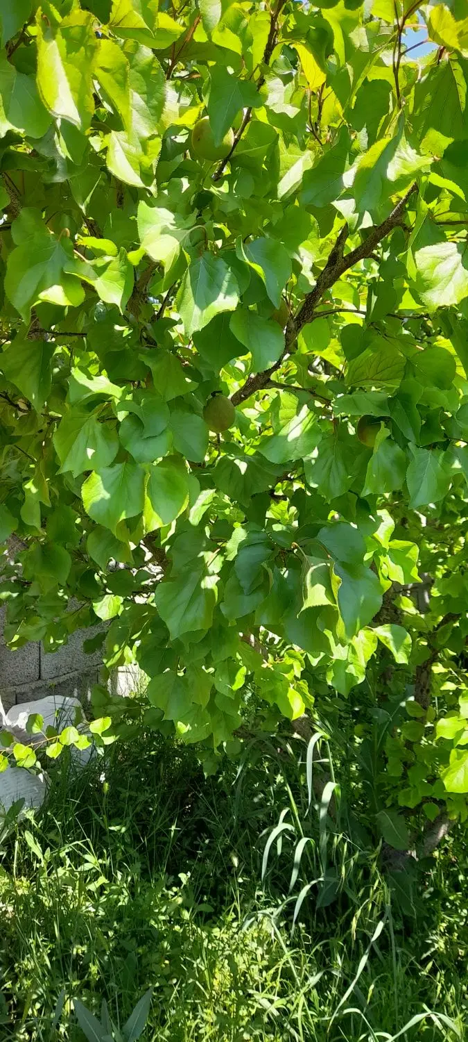 زمین 250 متری سند دار