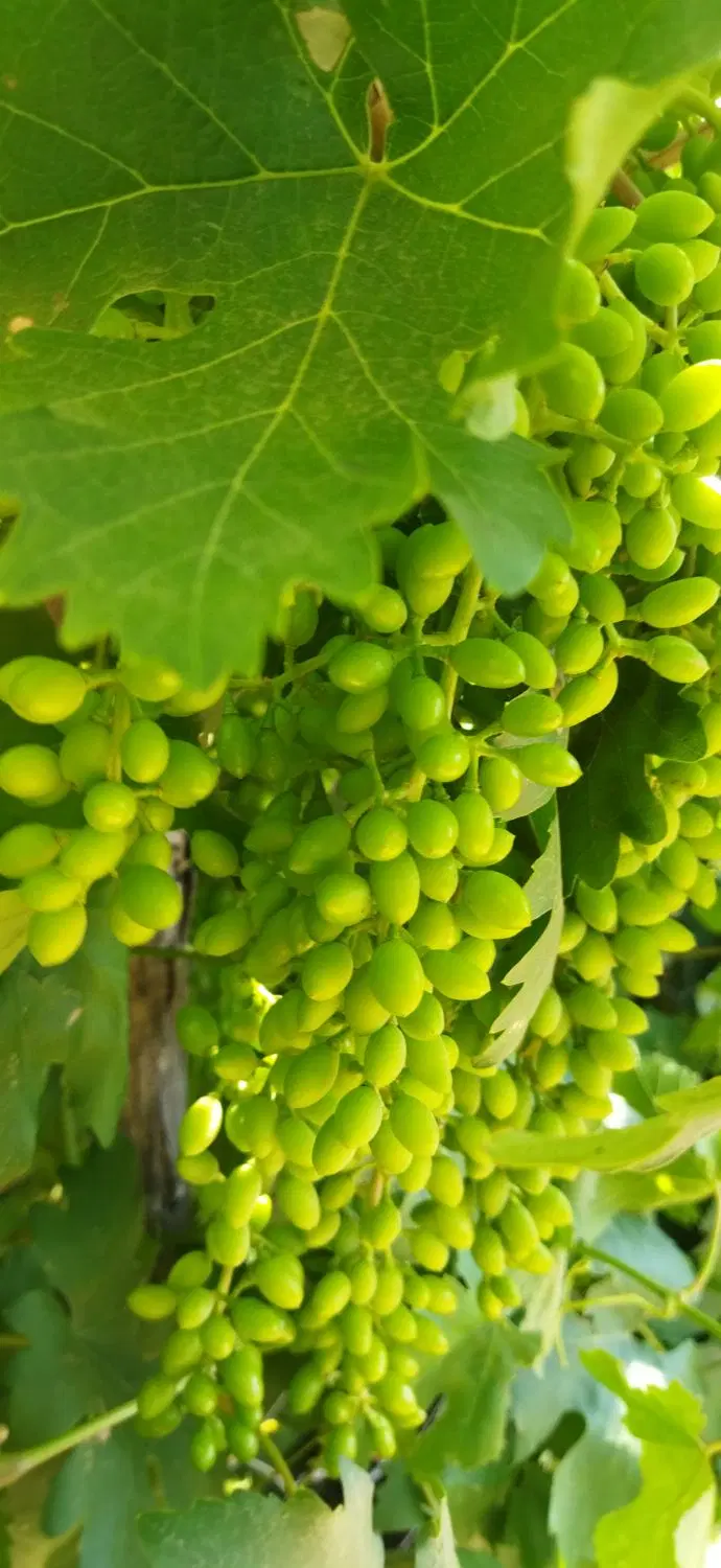 زمین باغی همراه بادرختان انگور