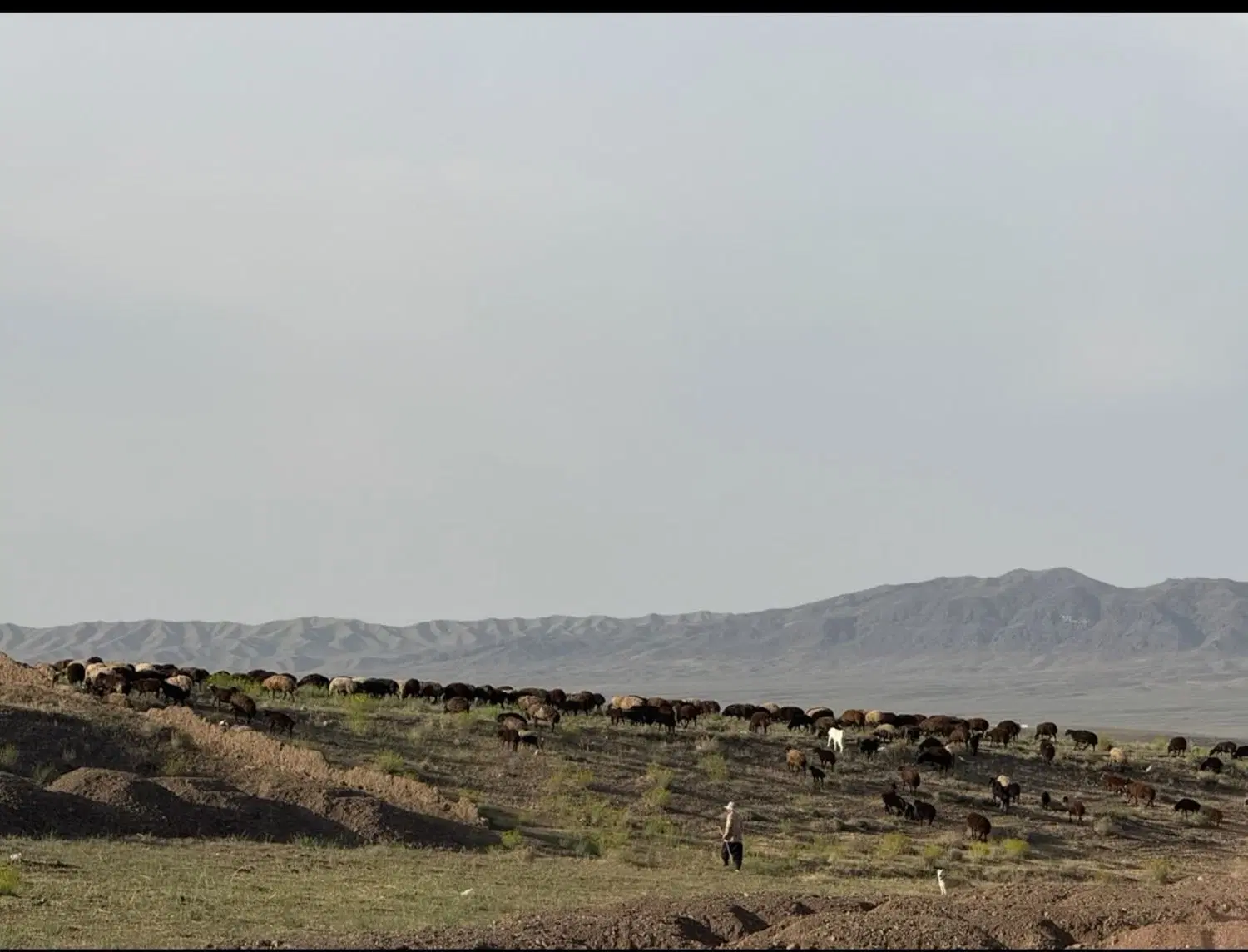 ۱۶ هکتار زمین زراعی، سند تک برگ ، چاه آب و استخر