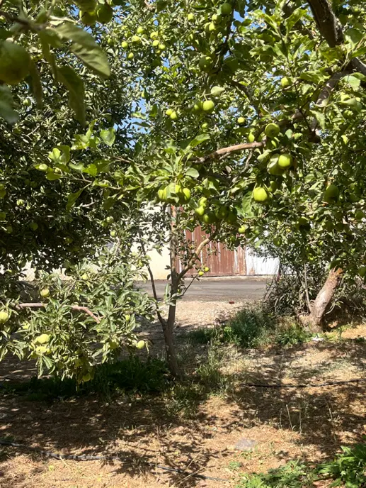 زمین جابان