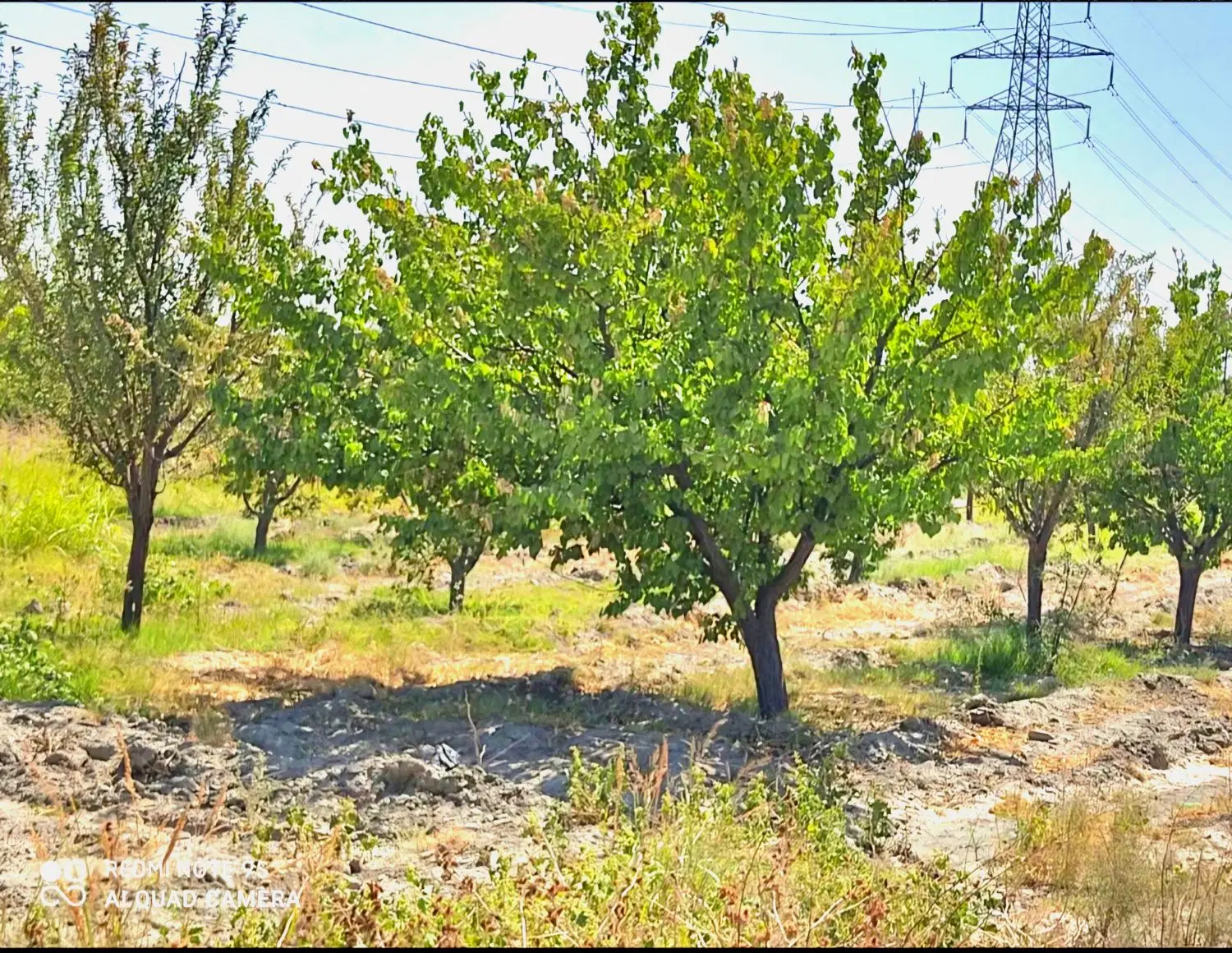 زعفرانیه ۵۰۰ متر سند تک برگ ملکی