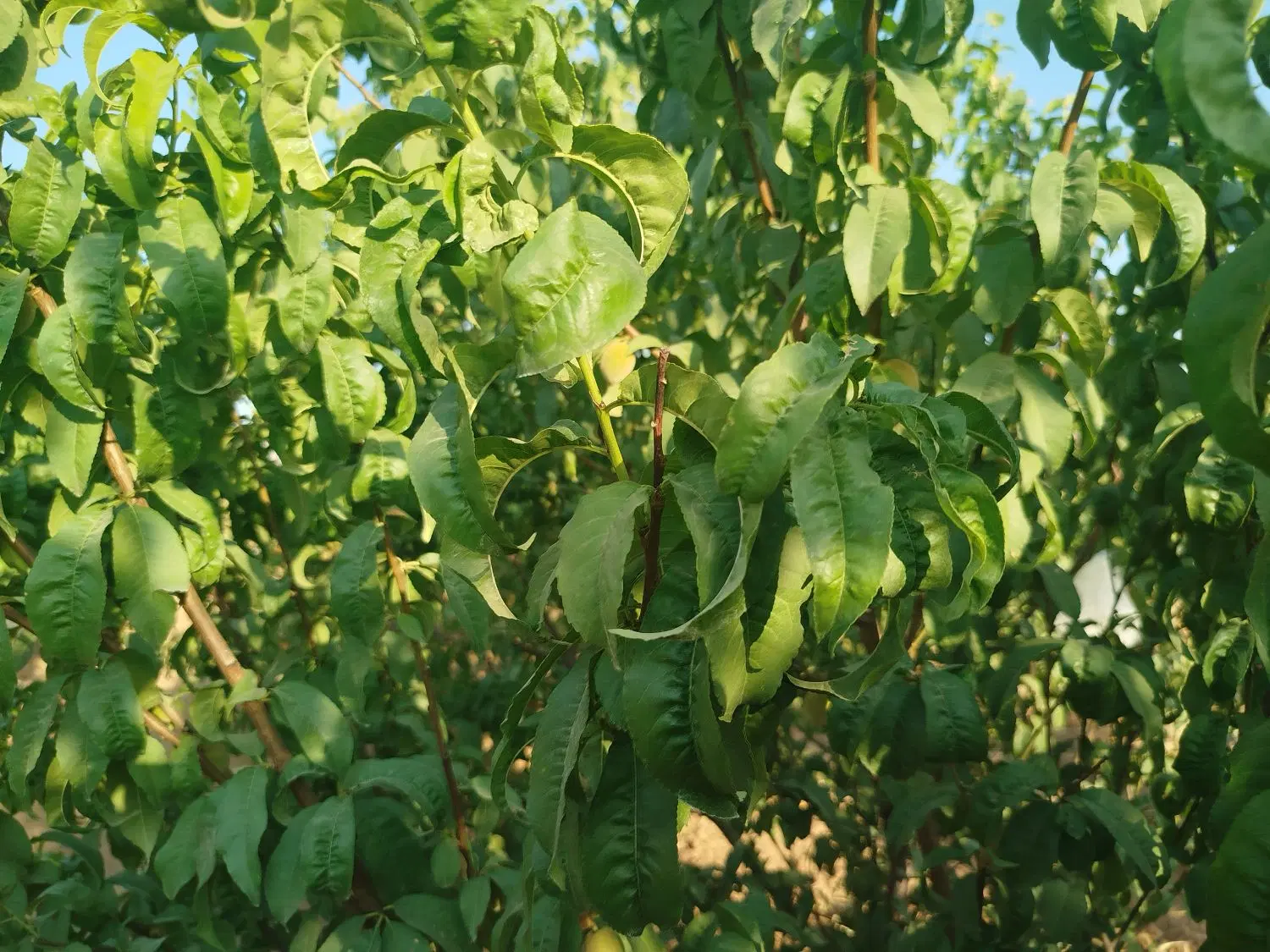 باغ