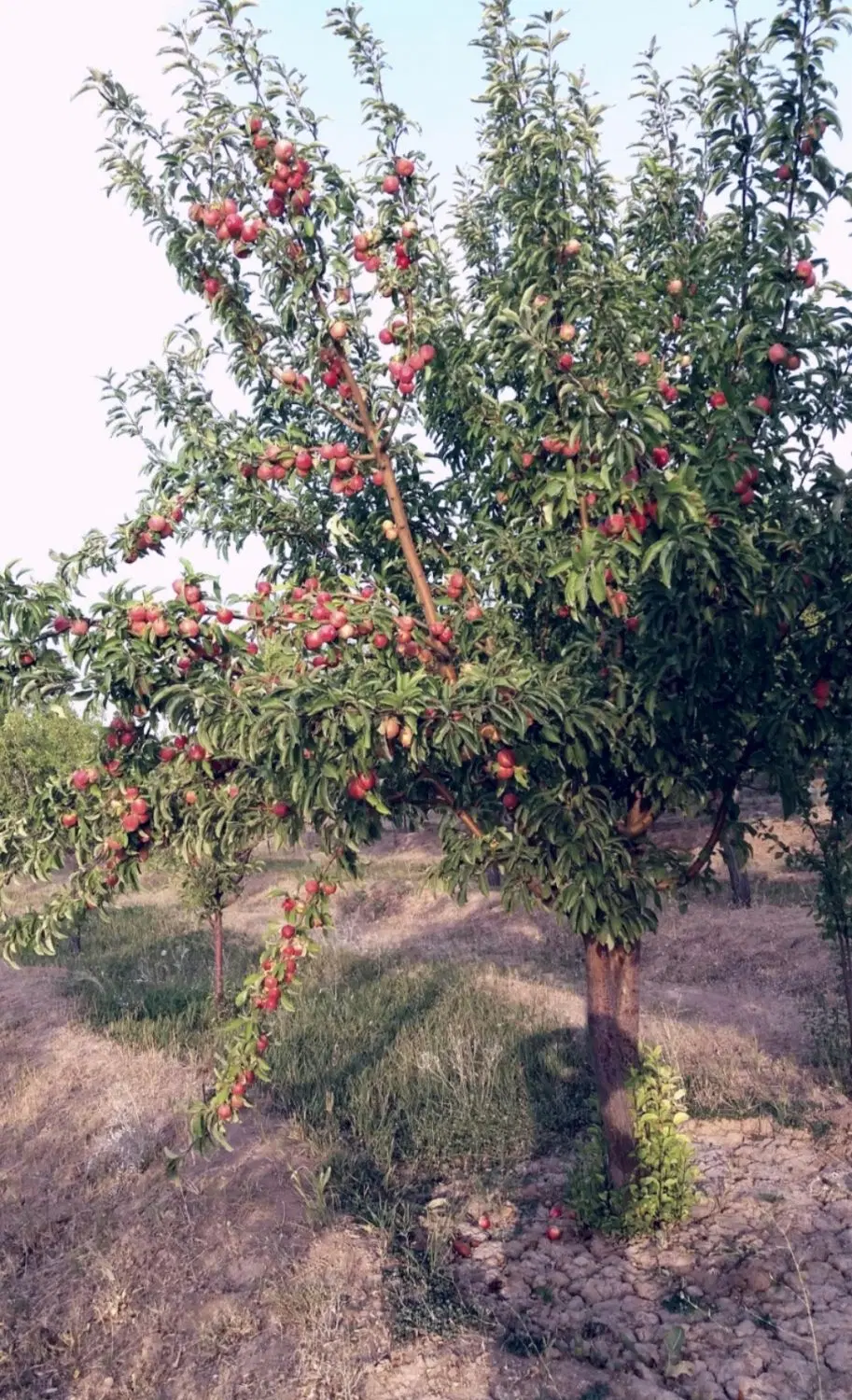 باغ اسپیران حصار شده