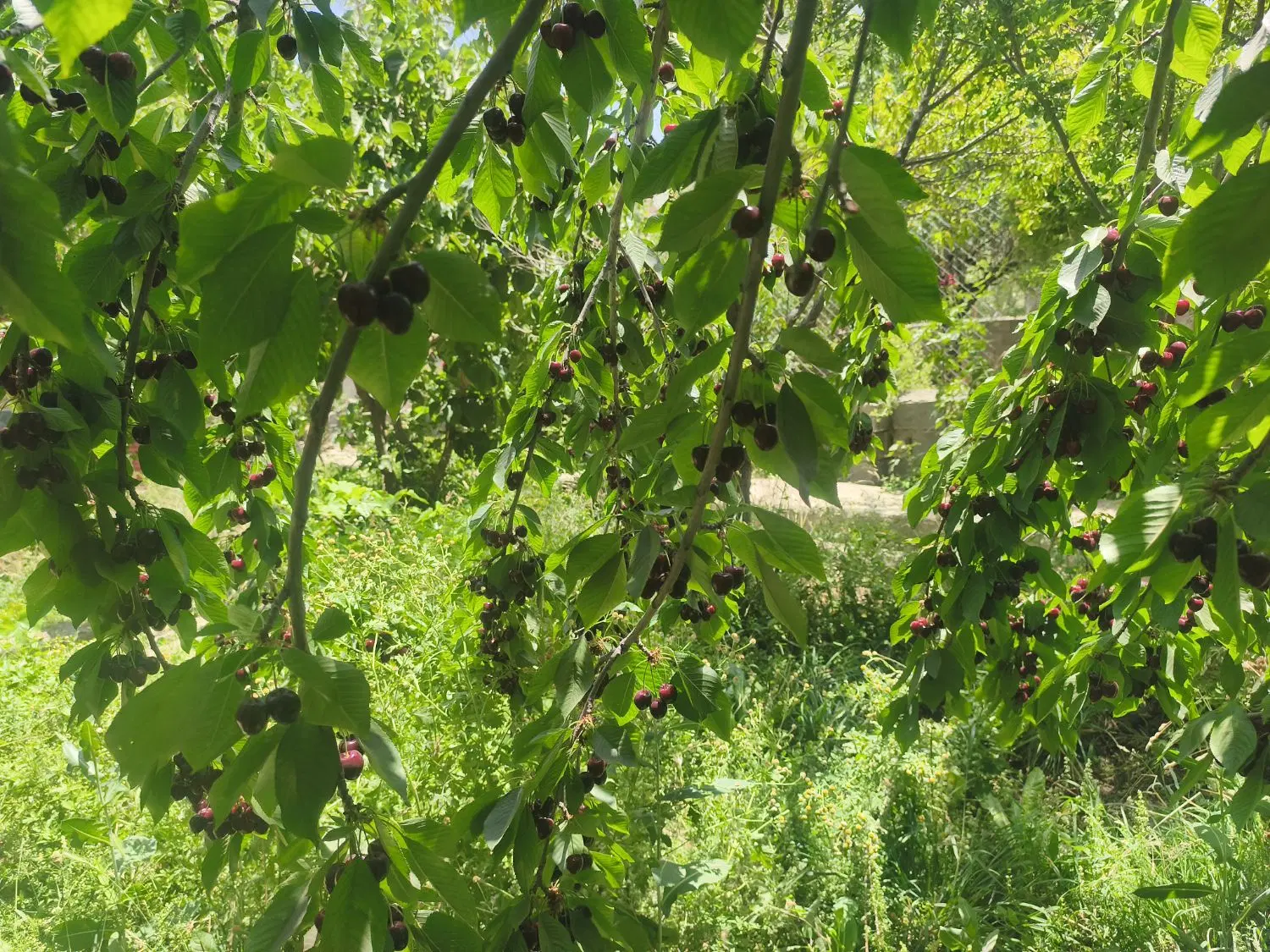 باغچه فروشی کرمجگان
