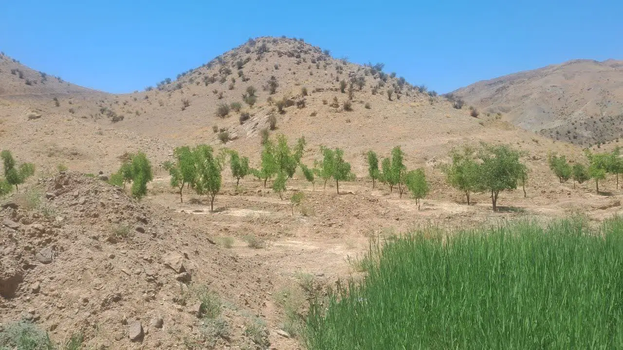 فروش زمین کشاورزی در ۱۰ کیلومتری بیرجند