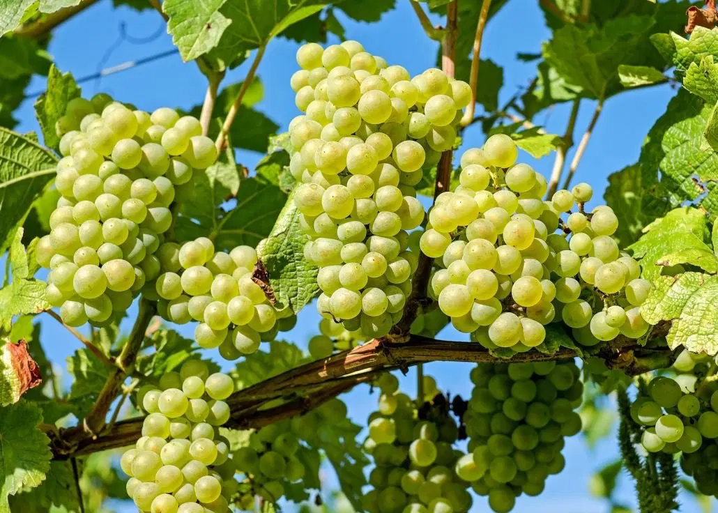 فروش باغ انگور و البالو با محصول