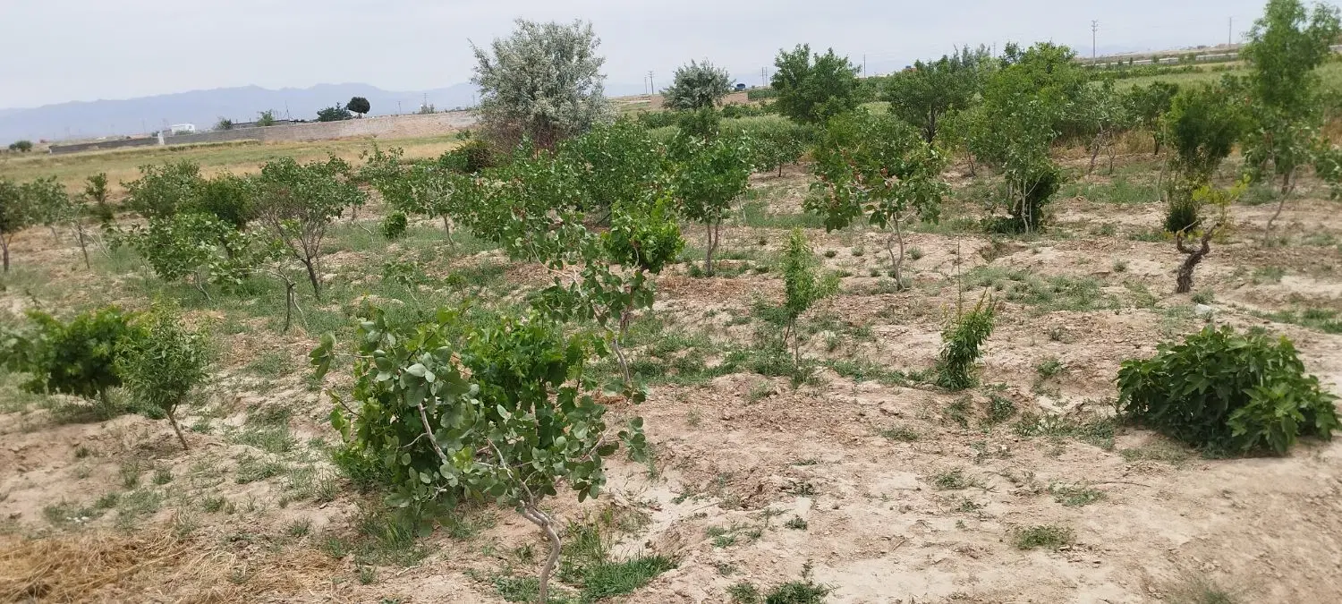 باغ میوه