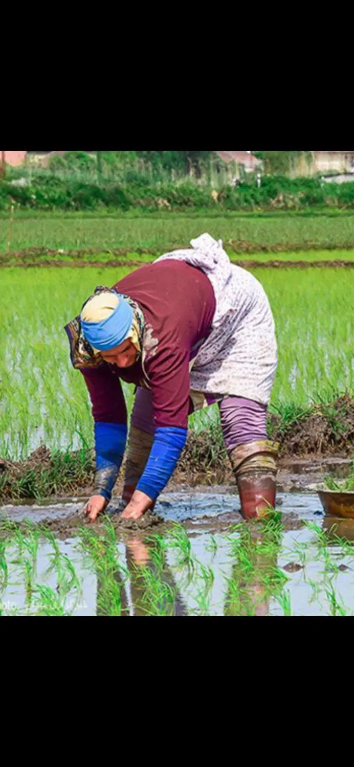 یه هکتار برای نرنج