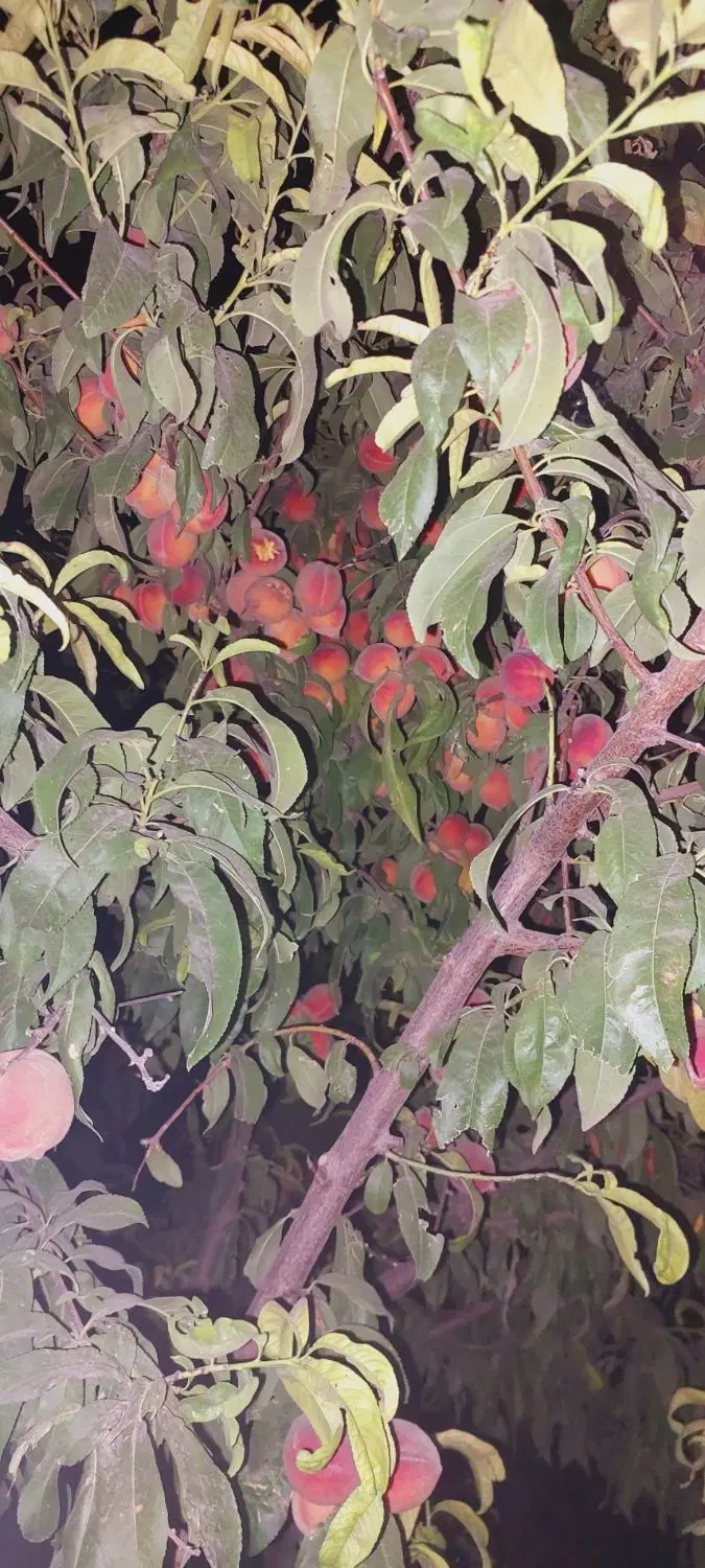 باغ ۲۱۰۰ متری تهاتر