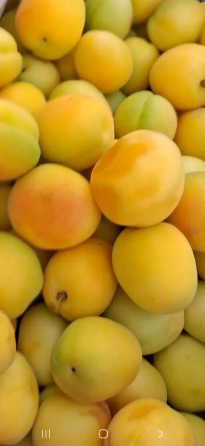 *عطایی یک *مغازه اجاره داده میشود.
