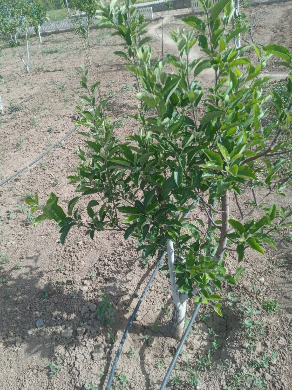 فروش زمین گلخانه وباغی