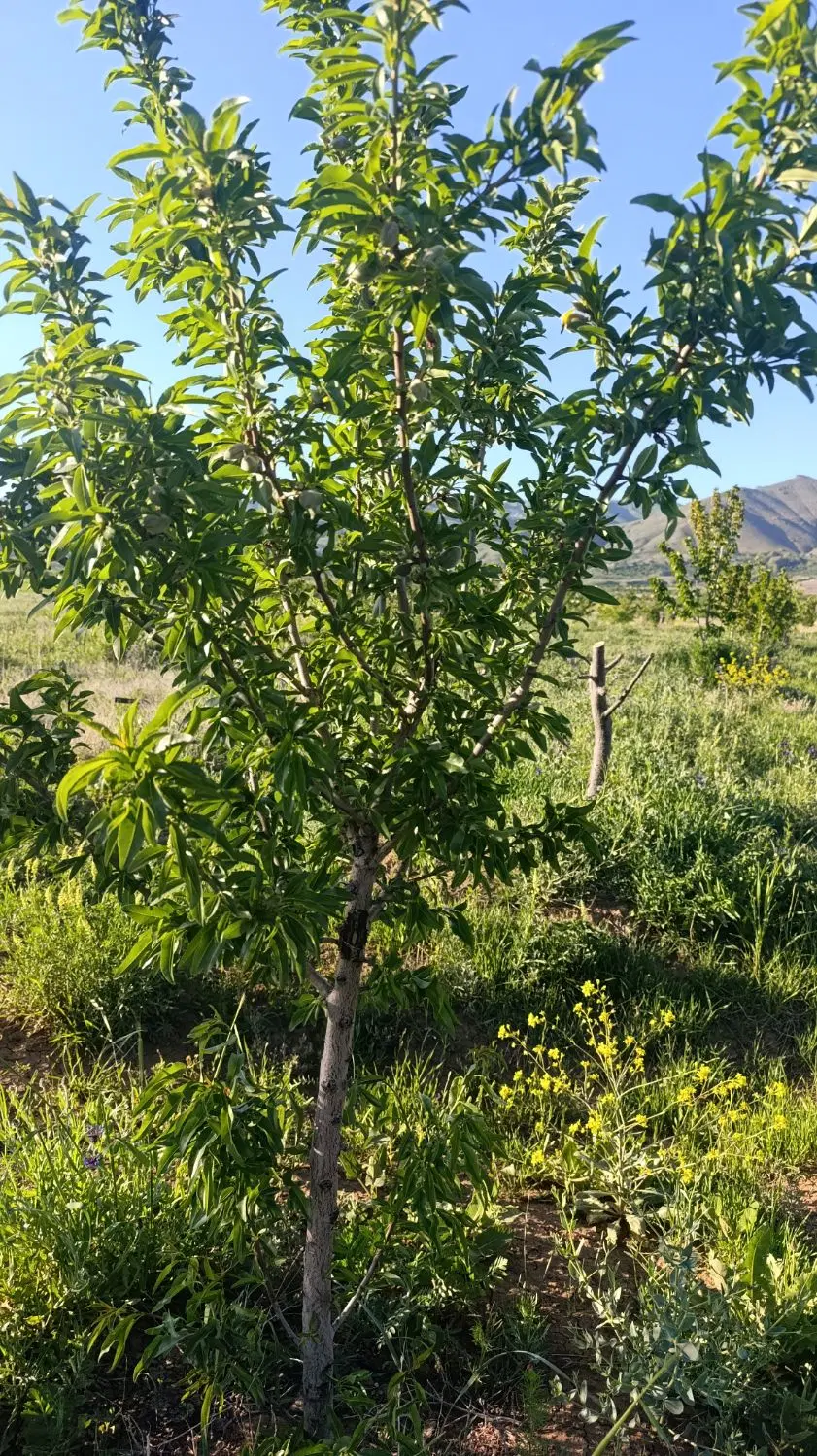 بنای سنتی