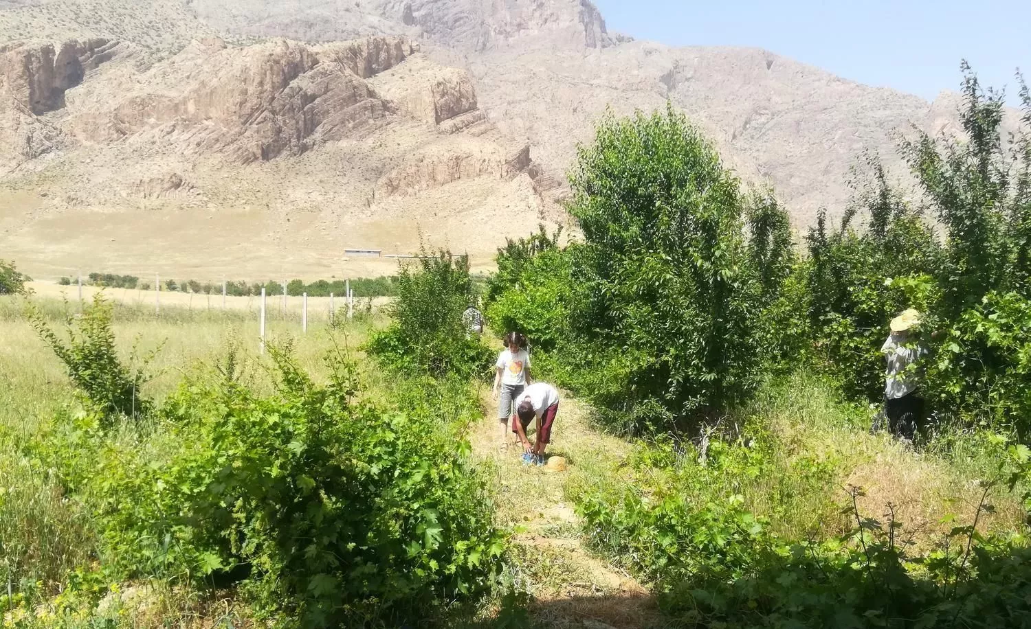باغ 10 ساله با آب و برق و حصارکشی و نگهبانی24ساعته