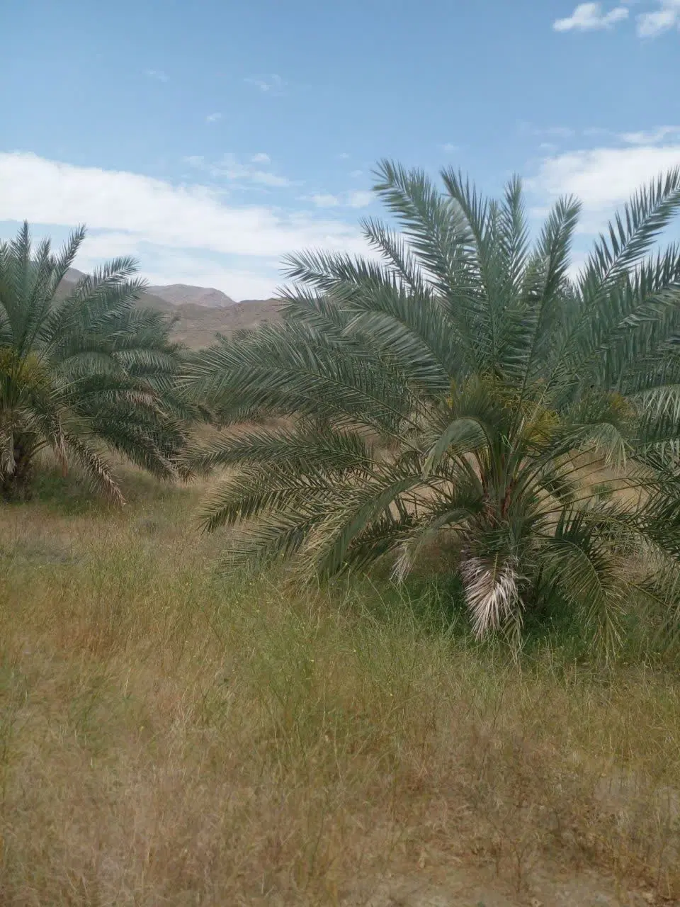 فروش صداصله نخل پیارم روستای دهستان پایین