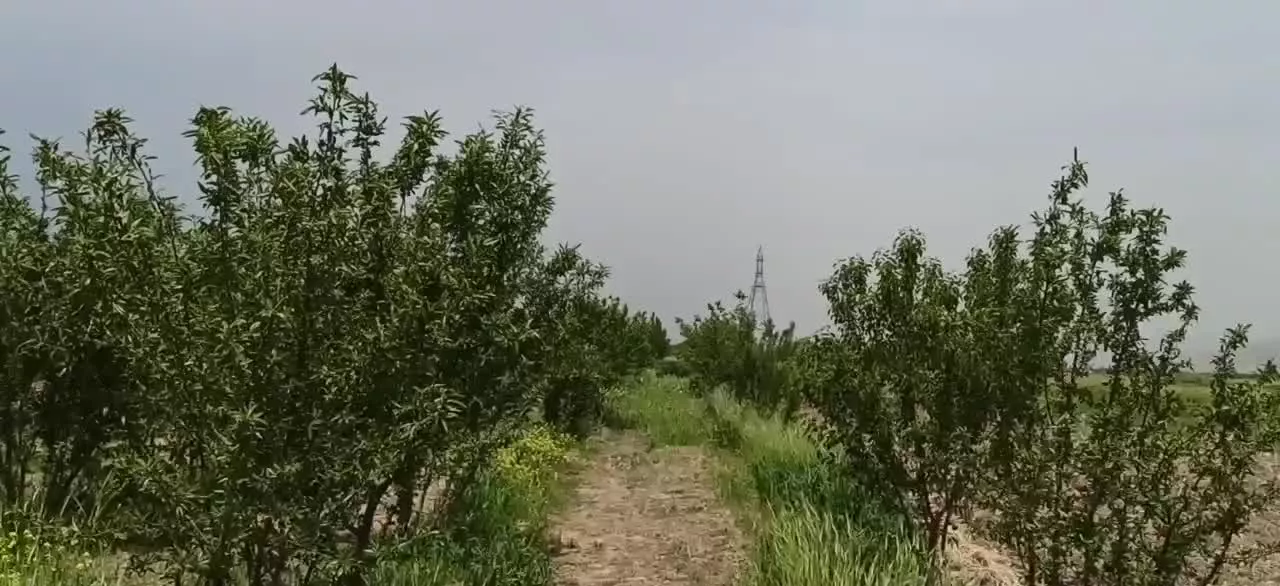 باغ پنچ ساله در سراب خشکه
