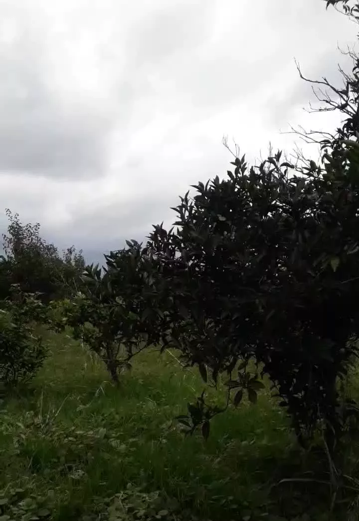 زمین باغی درون کلا غربی
