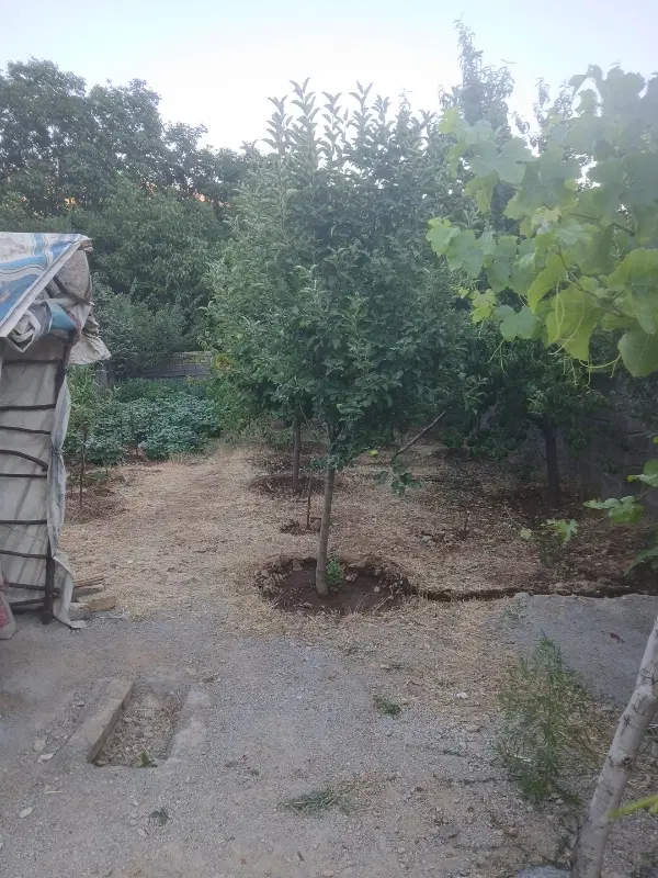 ویلا باغ