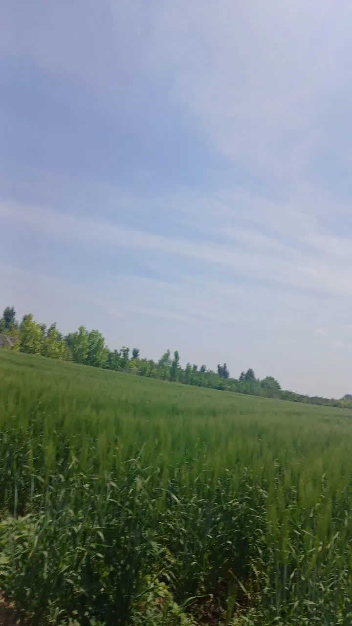 ۵۰۰ متر زمین در پیشک ۳